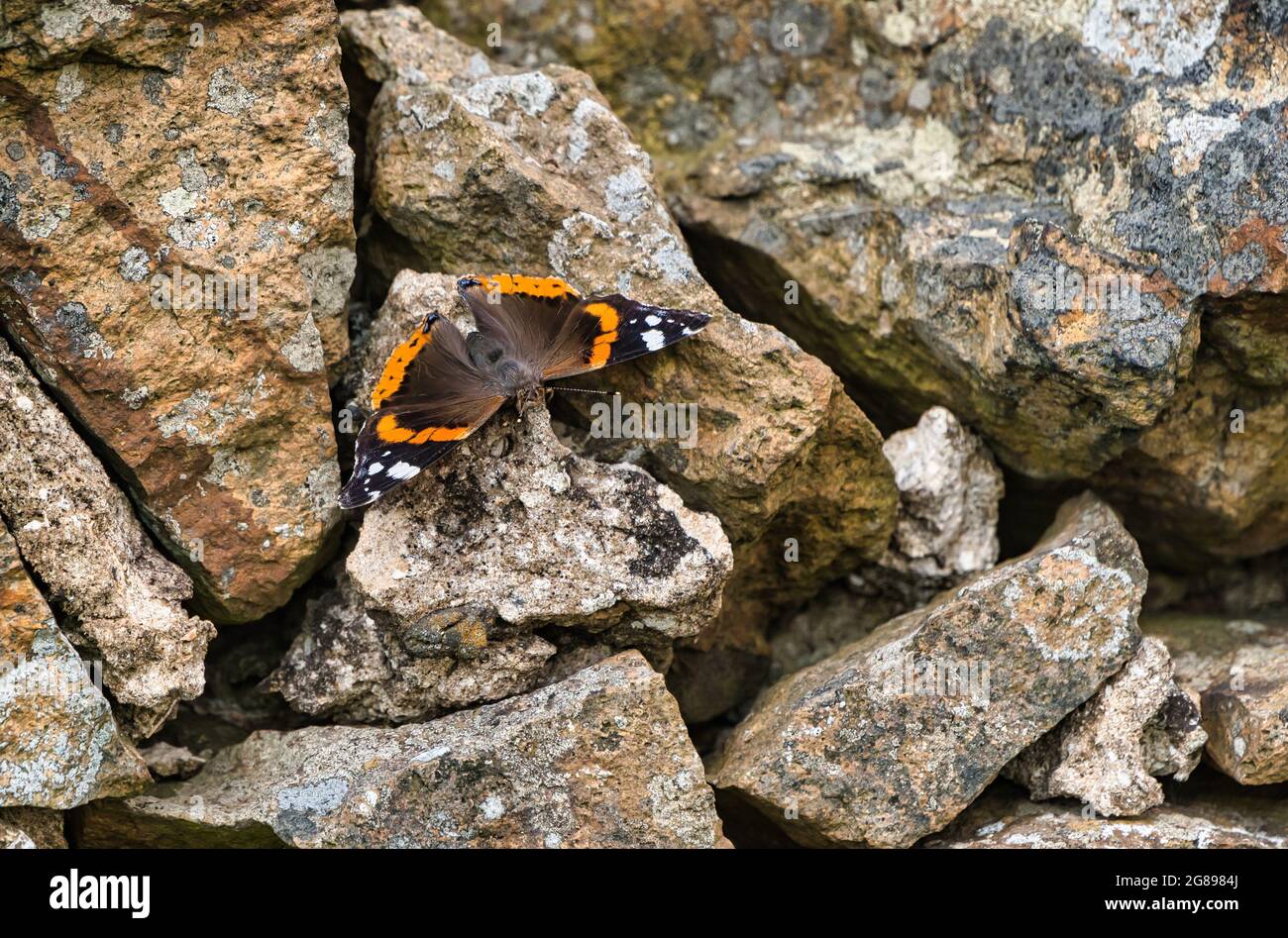 Piccola farfalla di tartaruga (Aglais orticae) su vecchio muro di pietra a secco, East Lothian, Scozia, Regno Unito Foto Stock