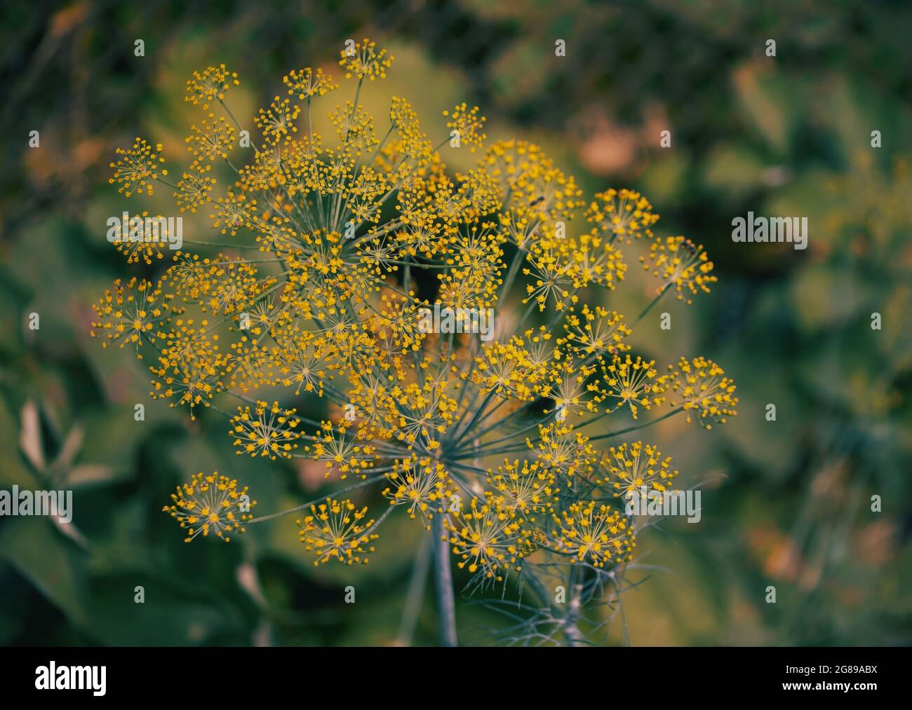 L'aneto (Anetum graveolens) è un'erba annuale della famiglia dei sedani Apiaceae. È l'unica specie del genere Anethum. Fiori di aneto, primo piano. Foto Stock