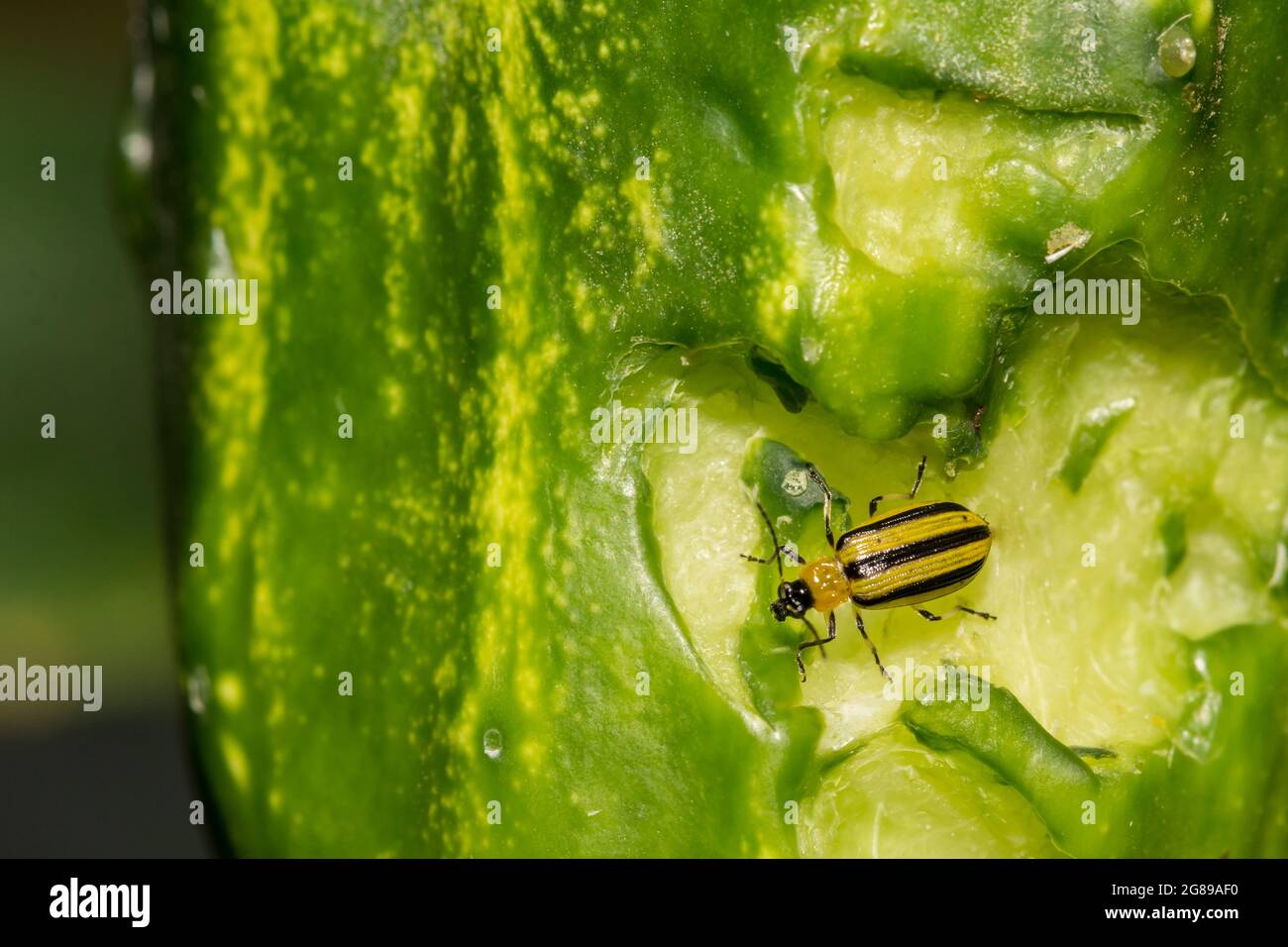 Scarabeo di cetriolo a strisce (Acalymma vittatum) Foto Stock