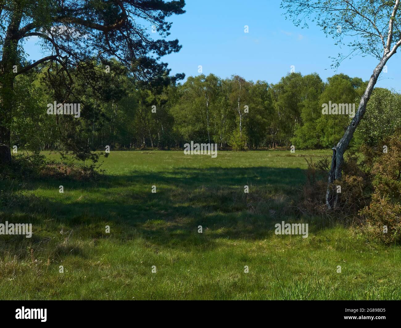 Una radura erbosa illuminata dal sole, circondata da alberi sotto un cielo blu luminoso. La luce solare forte diffonde ombre attraverso i rami. Foto Stock