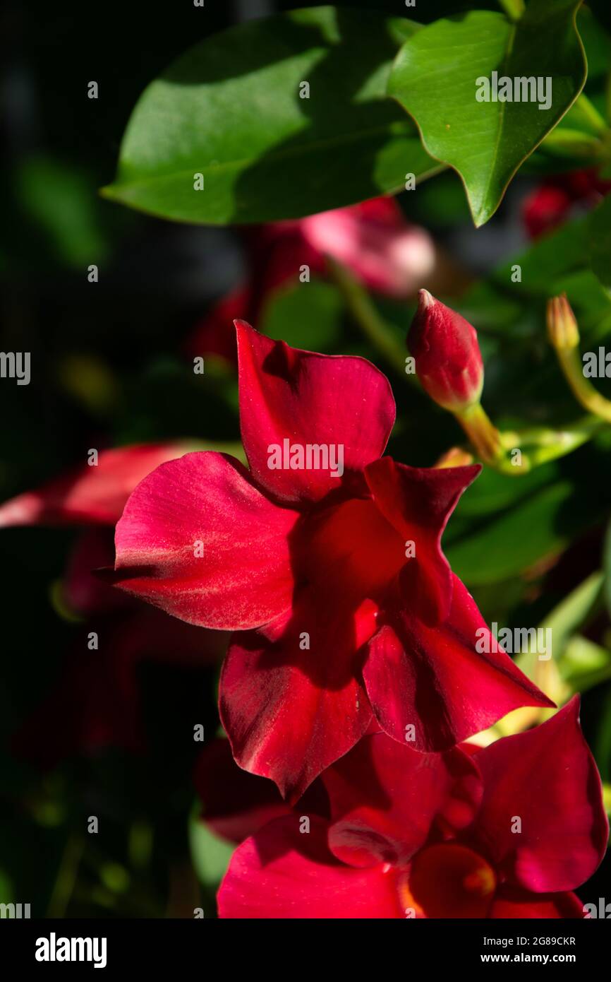 dipadenia o pianta di laxa mandevilla con fiori rossi luminosi Foto Stock