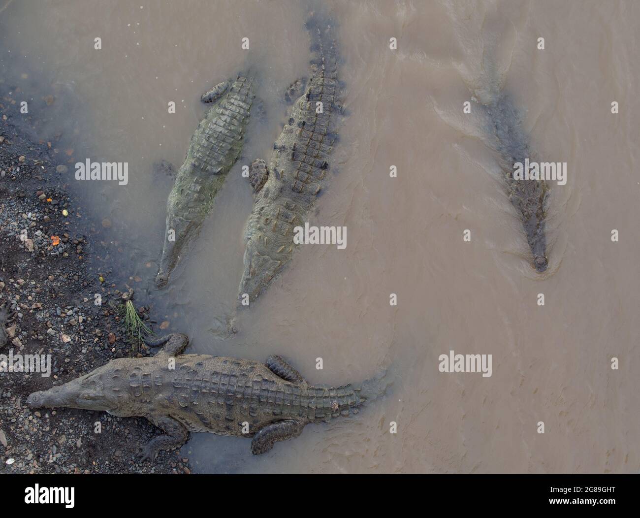 Coccodrilli americani (Crocodylus acutus) nel fiume Tarcoles Costa Rica. Foto Stock