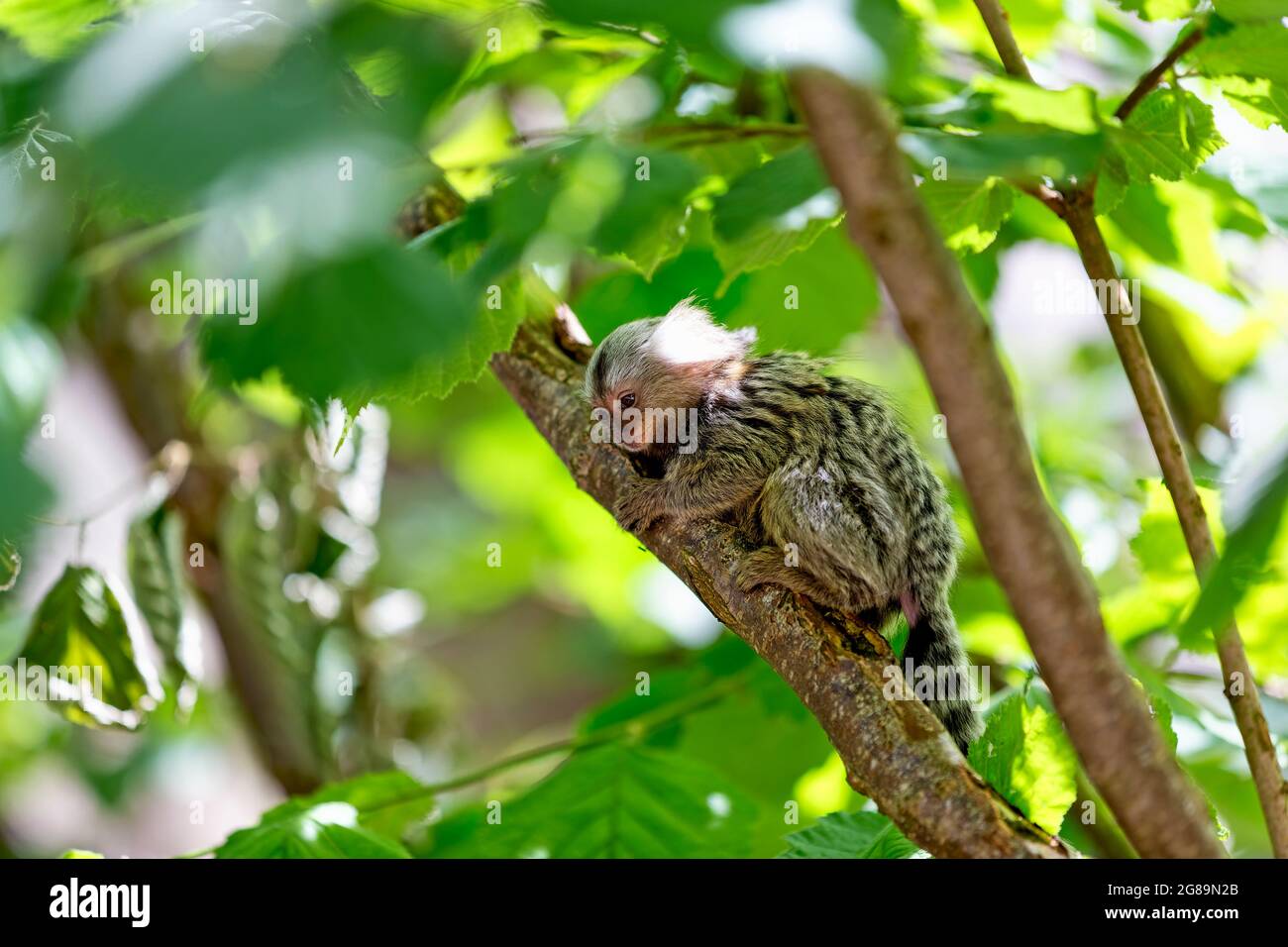 Longleat, Wiltshire, Regno Unito - Luglio 17 2014: Un marmoset comune (Callithrix jacchus) al Longleat Safari and Adventure Park nel Wiltshire, Inghilterra, Regno Unito Foto Stock