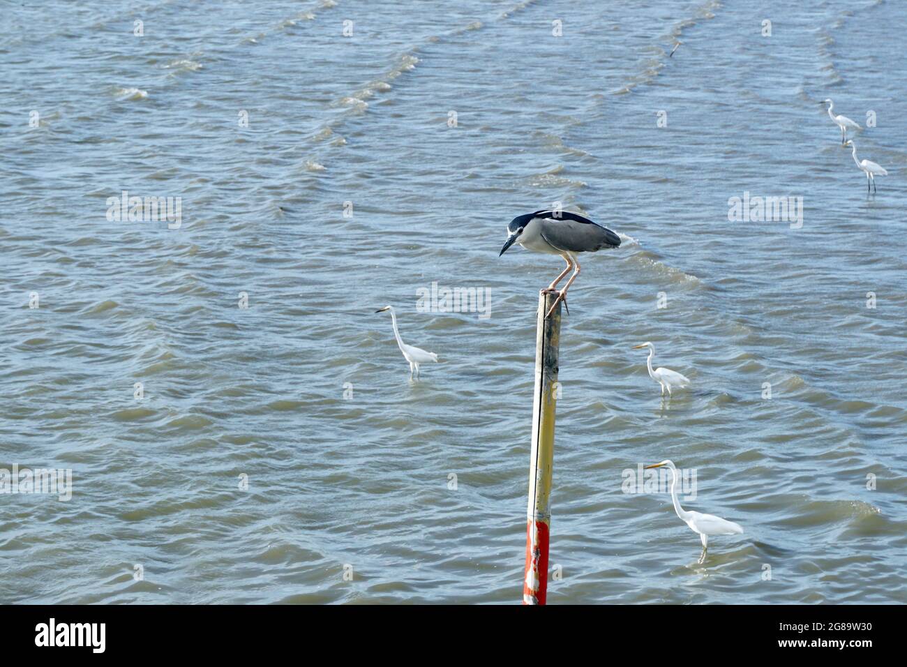 Diversi piccioni arroccati sul tetto. , Kingfisher Foto Stock