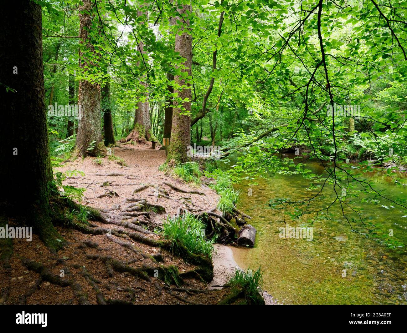Fiume Lynher che scorre attraverso Stara Woodland, Cornovaglia, Regno Unito Foto Stock