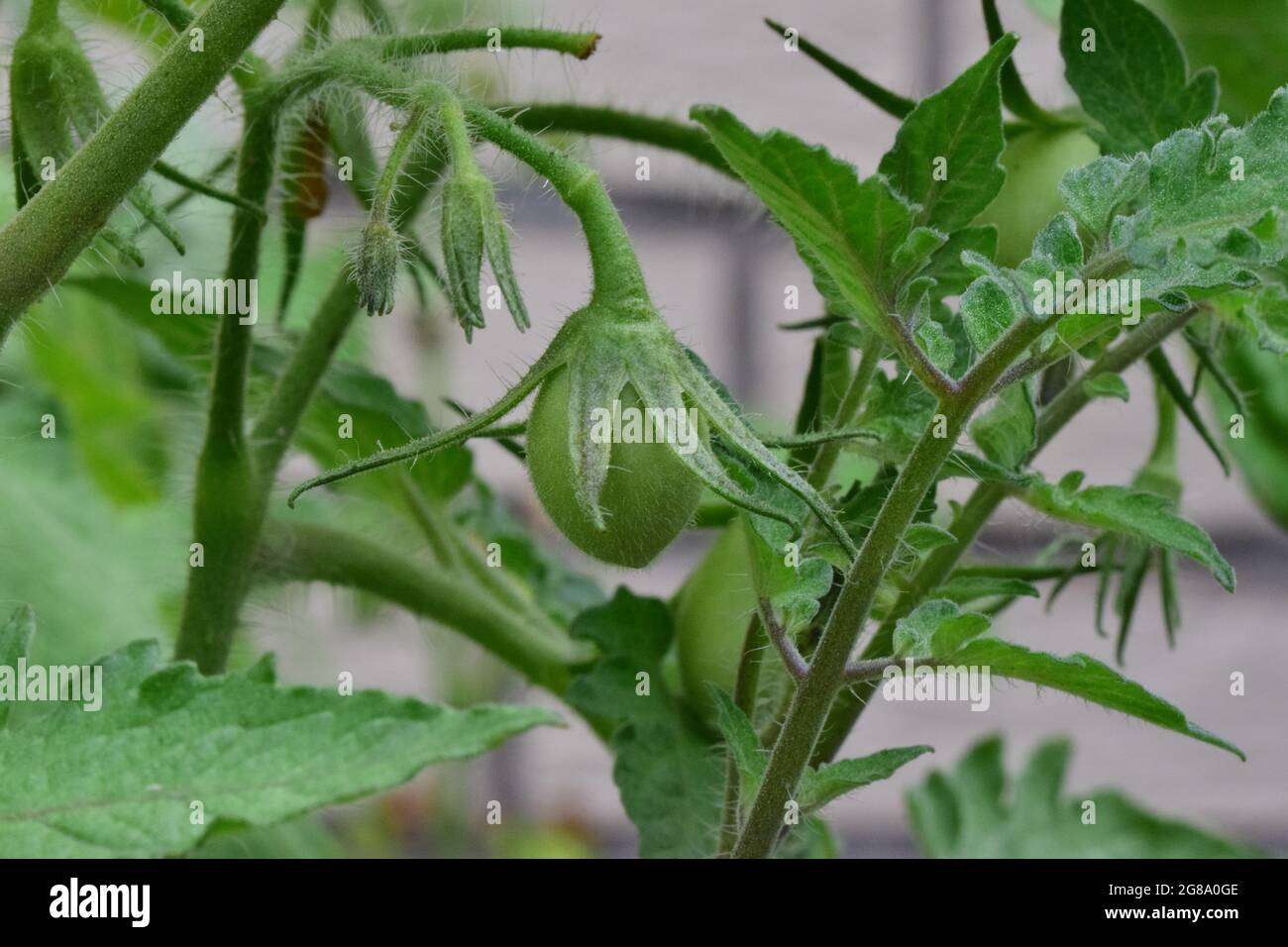 Pomodoro verde non maturo sul gambo da vicino Foto Stock