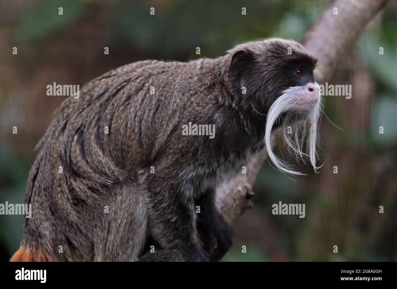 L'imperatore Tamarin (saguinus imperator) Foto Stock