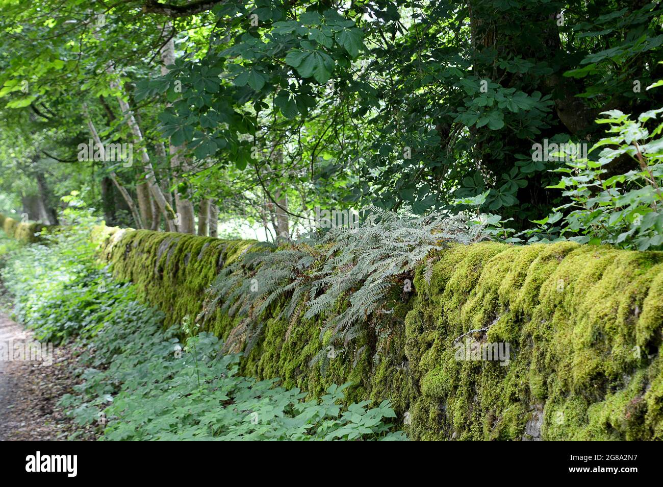 Vecchio muro di pietra a Gilmerton, Perthshire, Scozia, sotto i castagni di cavalli e coperto di muschio, felci e licheni. Foto Stock