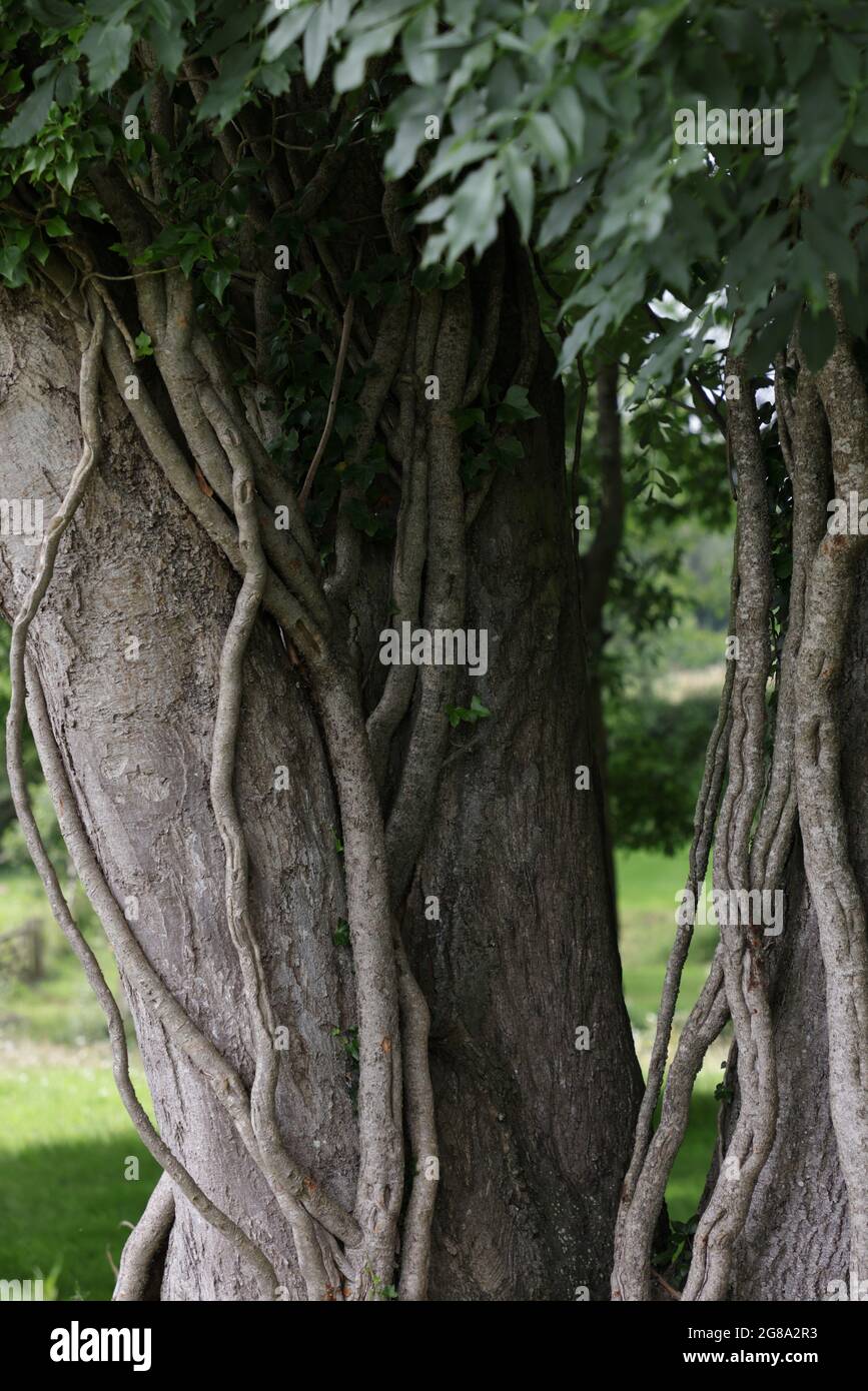 Vigorosi steli di edera visto aggrapparsi ad un tronco di albero. Foto Stock