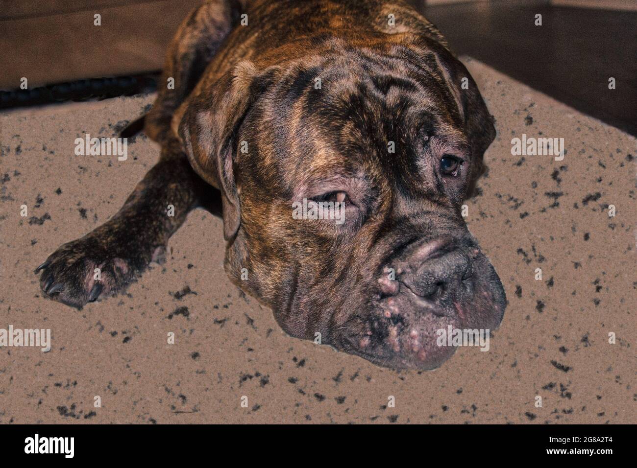 Bullmastiff sonno Foto Stock