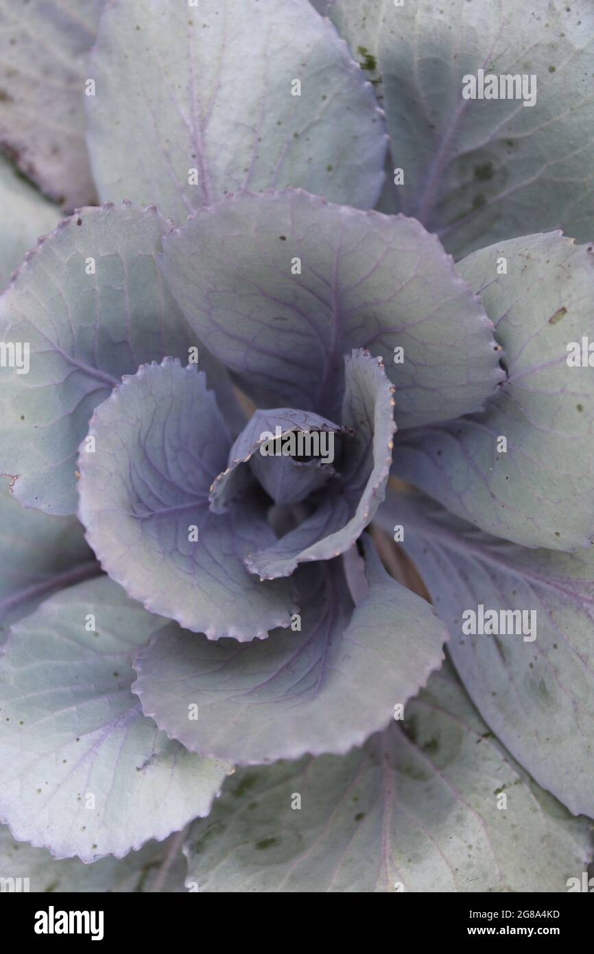 Un primo piano sul centro di una pianta di cavolo viola Foto Stock