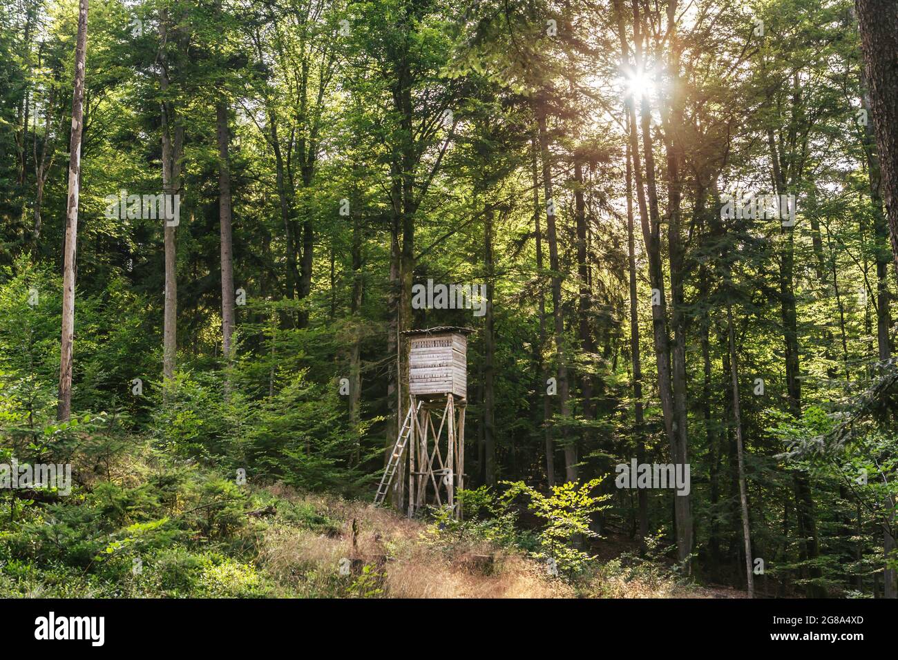 Una pelle rialzata di un cacciatore nella foresta al tramonto Foto Stock