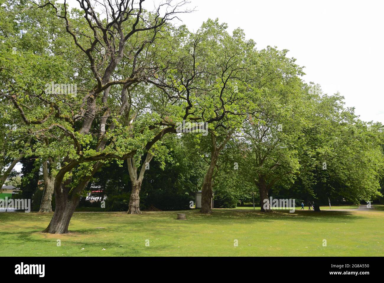 Park mit bluehenden Baeumen auf einer gruenen Wiese bei sonnigem Wetter, parco con alberi in fiore su un prato verde in tempo di sole Foto Stock