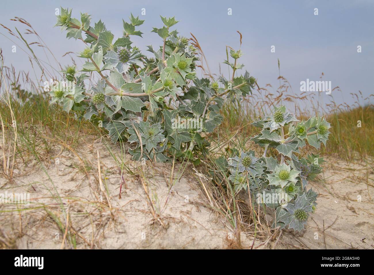 Mare agile o mare eryngo, un thistle prickly con fiori blu nelle dune Foto Stock