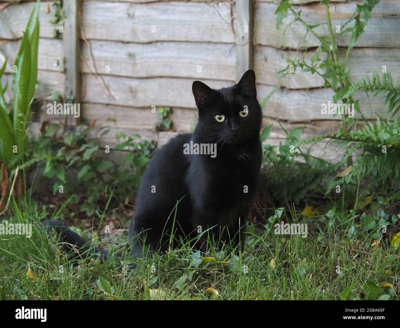 Gatto nero seduto da una recinzione sull'erba Foto Stock