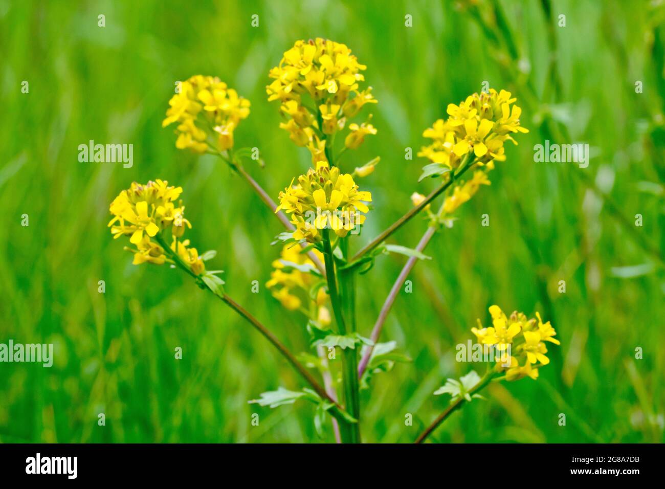 Cress giallo strisciante (rorippa sylvestris), primo piano delle teste di fiore più in alto della pianta. Foto Stock