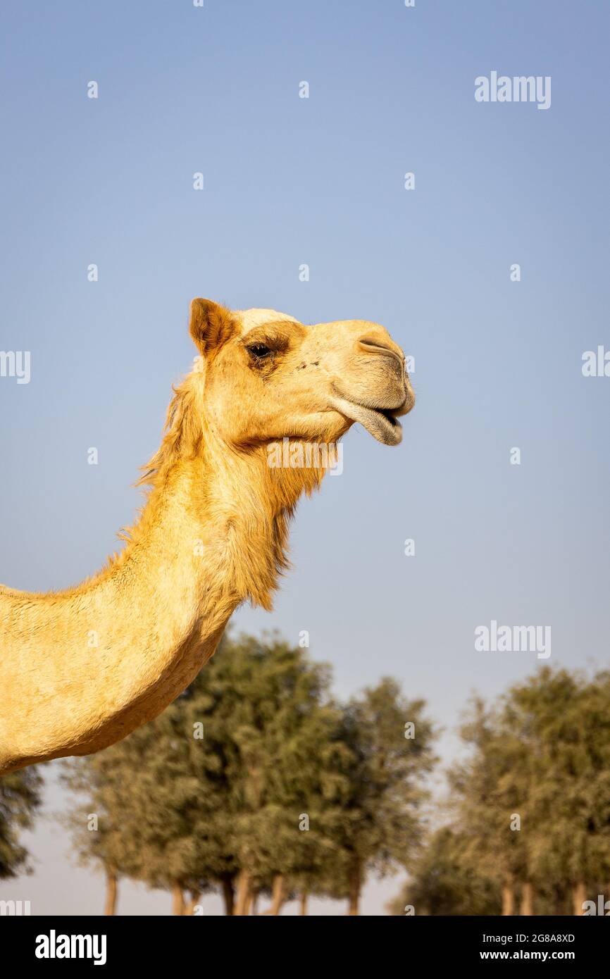 Testa di cammello dromedario (Camelus dromedarius) vista ritratto, con alberi di fario sullo sfondo. Sharjah, Emirati Arabi Uniti. Foto Stock