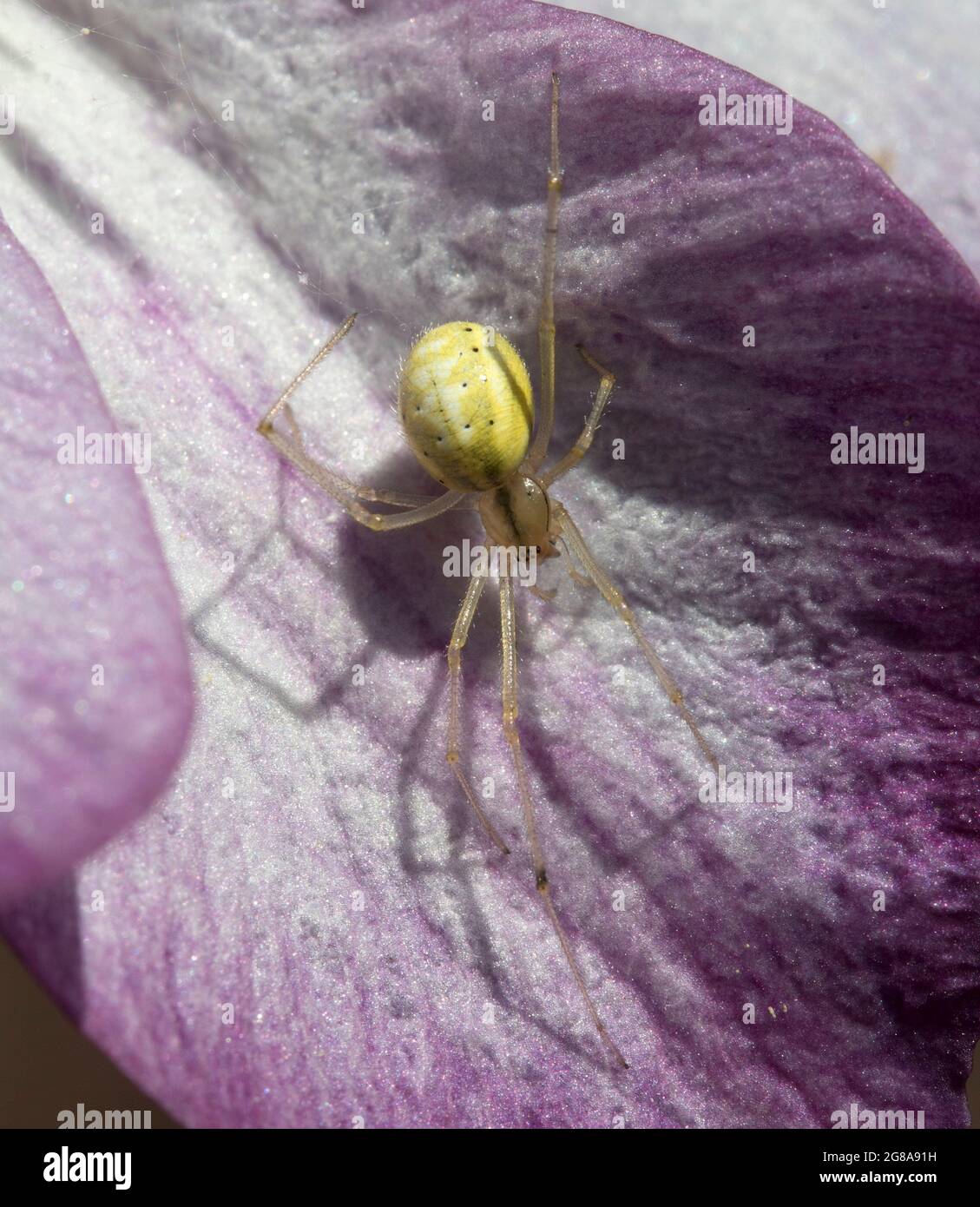 Green Orb Weaver Spider su Clematis rosa Foto Stock