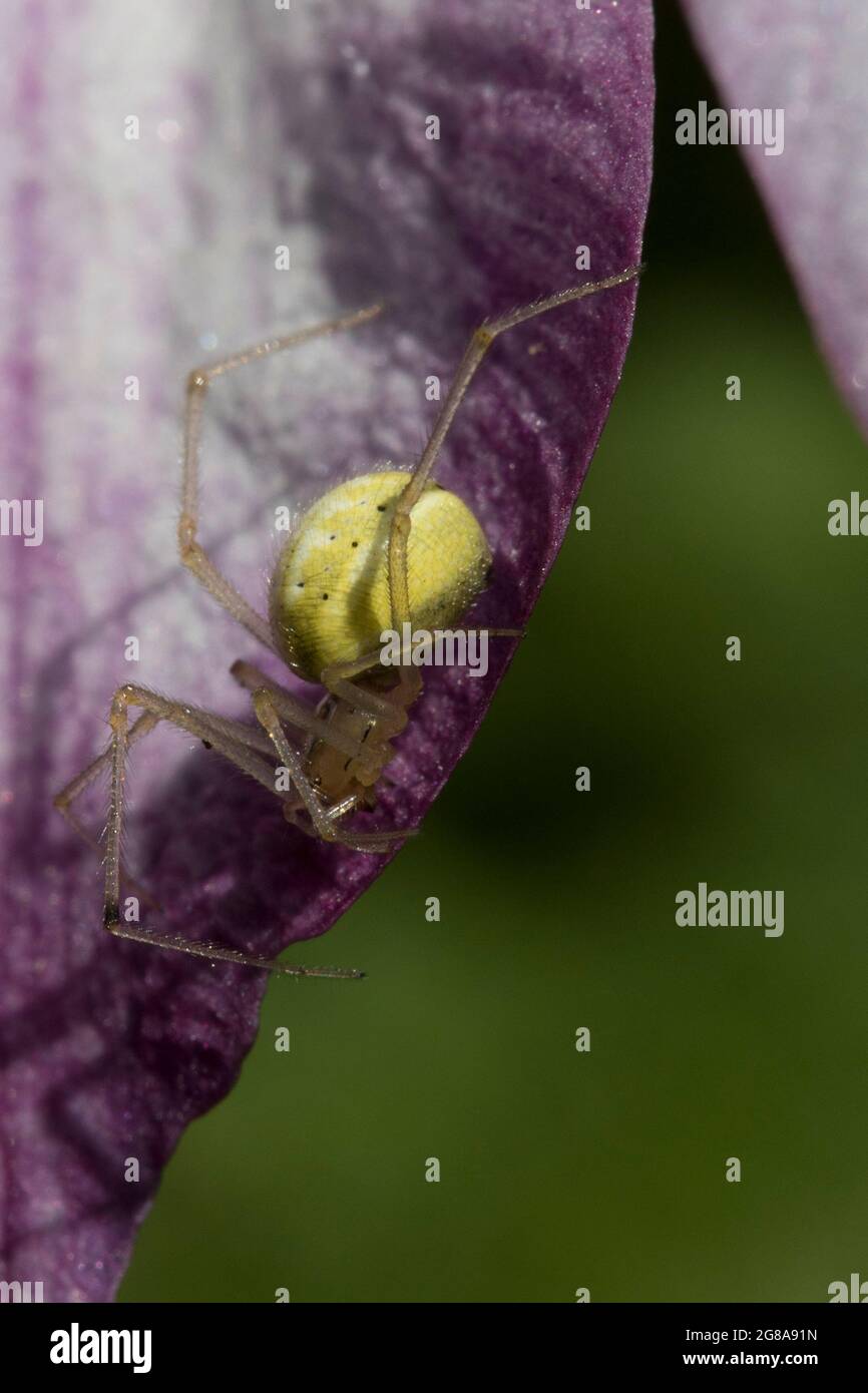 Green Orb Weaver Spider su Clematis rosa Foto Stock