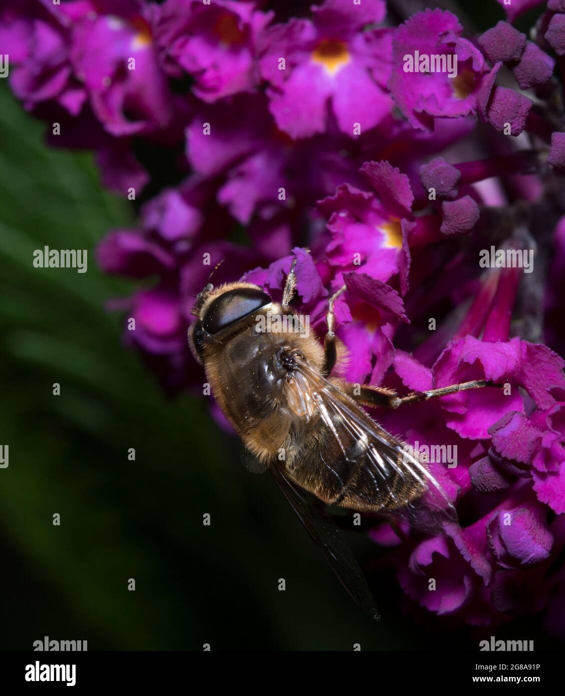 Drone vola su Purple Buddlija Foto Stock