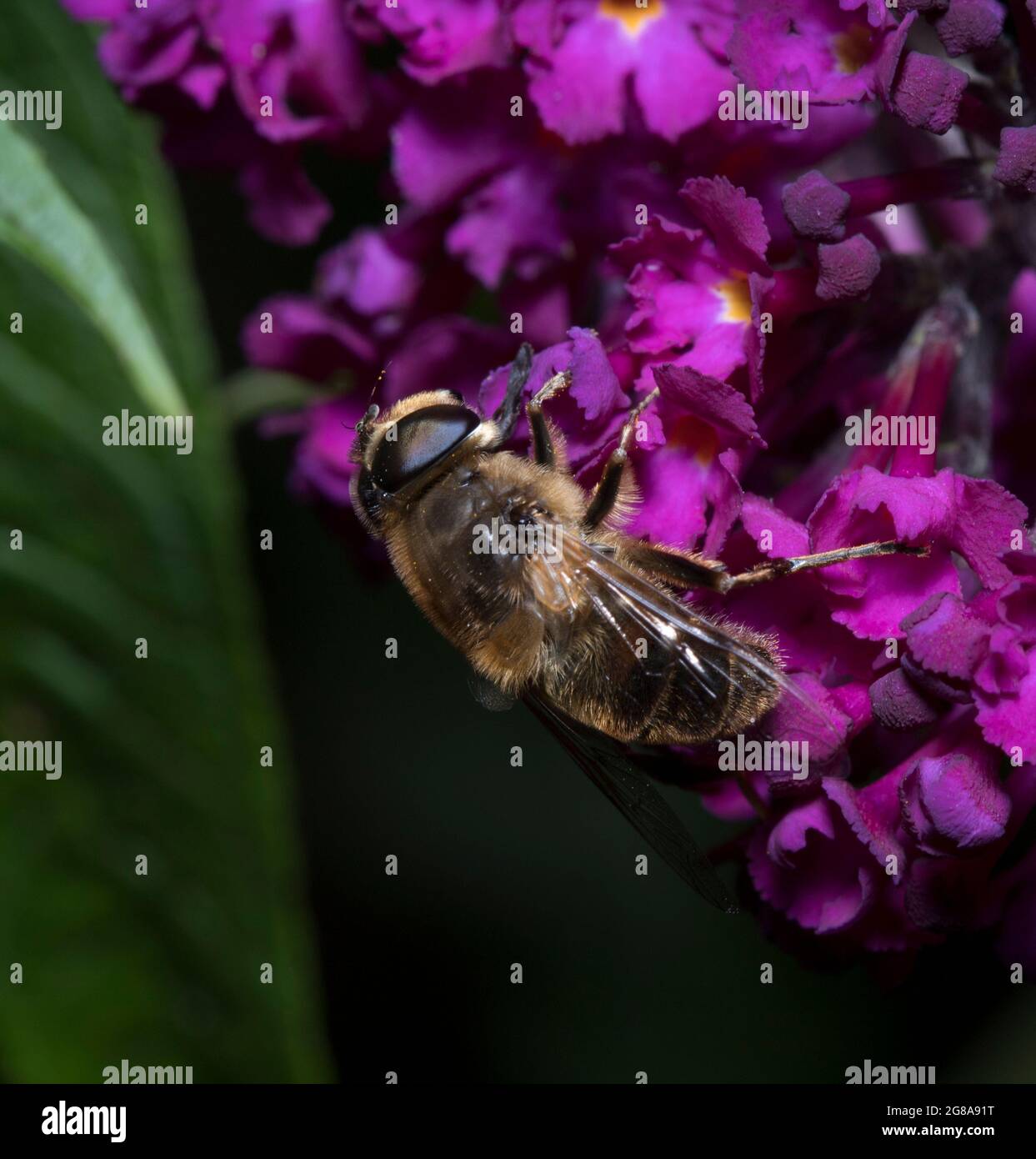 Drone vola su Purple Buddlija Foto Stock