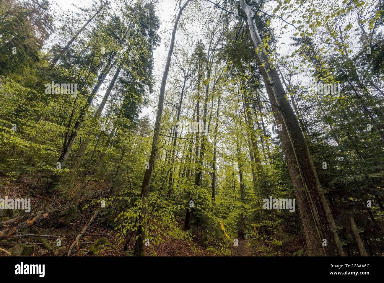 Ampio angolo basso angolo di foresta densa con alberi alti durante l'escursione nella regione di Beskid Wyspowy in Polonia durante il tempo nuvoloso sovrastato. Foto Stock
