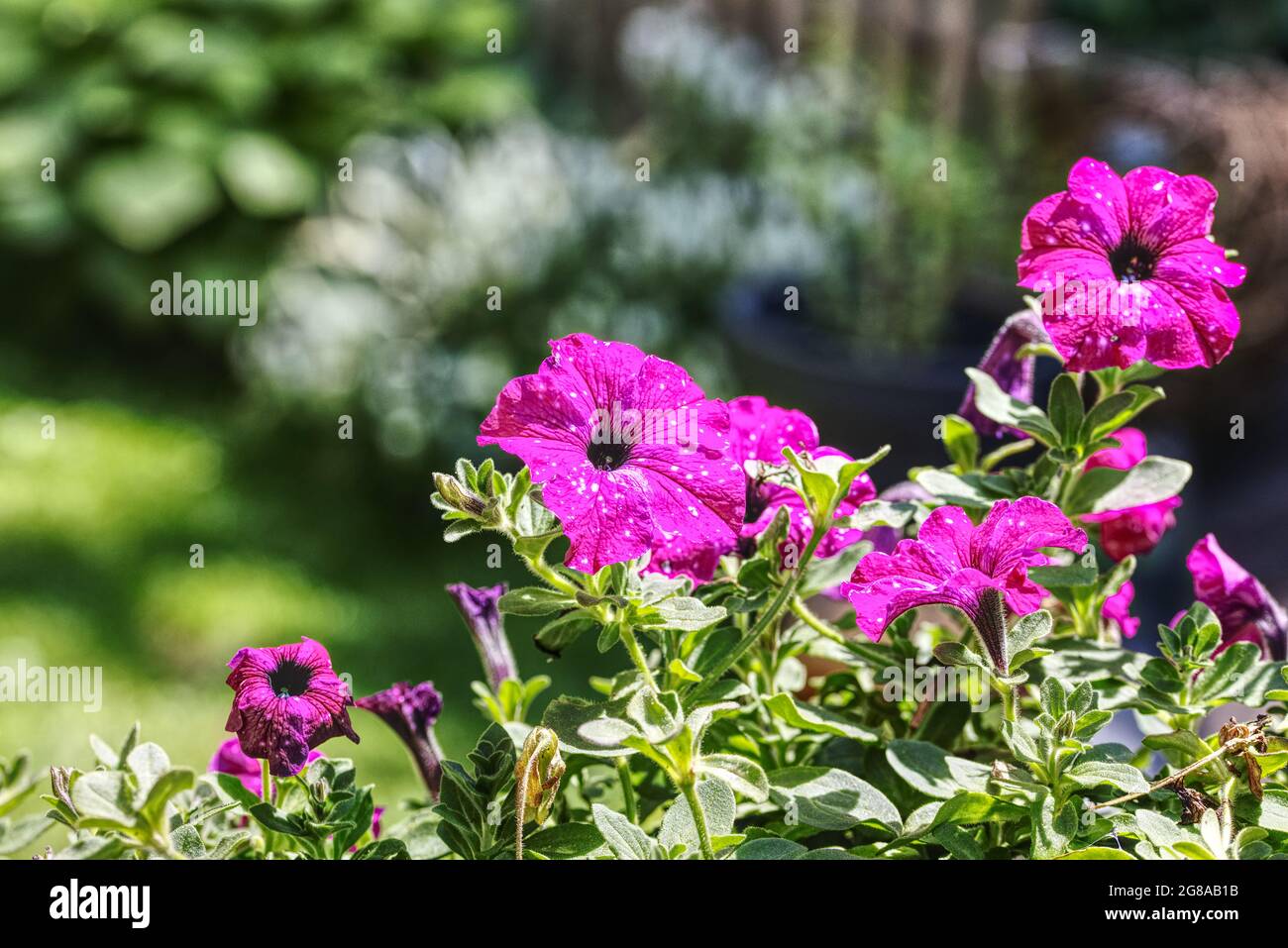 fiori di petunia in fiore nel giardino Foto Stock