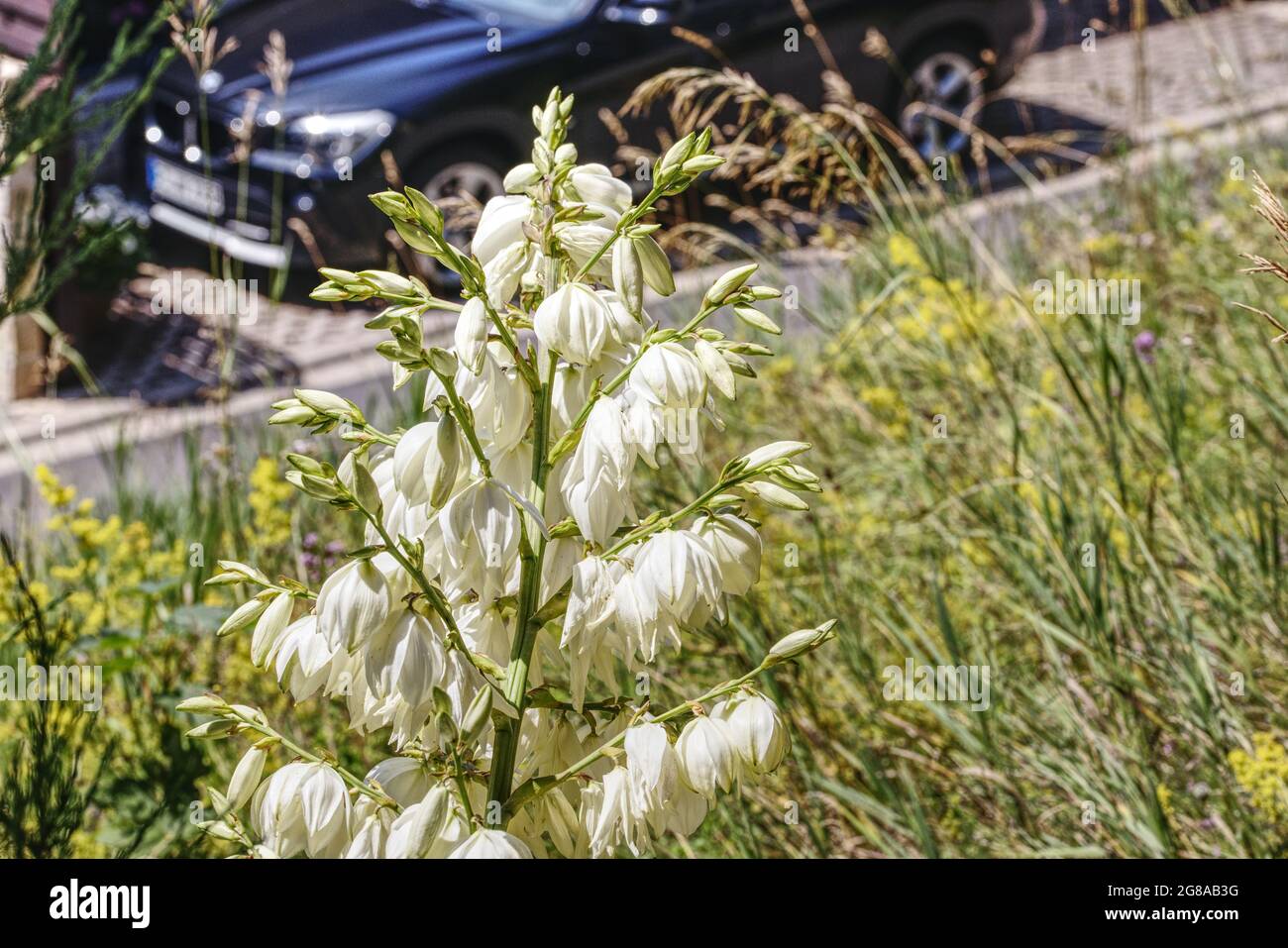 vista panoramica di un ago in fiore adam´s Foto Stock
