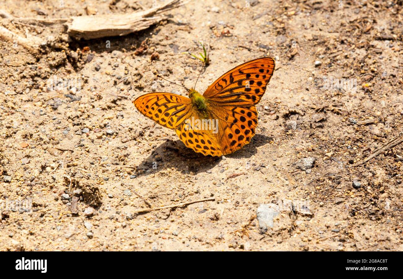 Farfalla di Fritillary (Argynnis pafia) dipinta d'argento che si basa sul percorso in Fermyn Woods, Brigstock country Park, Northampton, Inghilterra Foto Stock