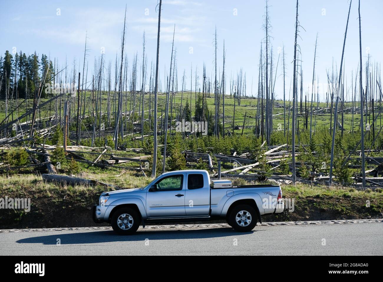 Danni rimasti da incendi boschivi vicino all'entrata est del Parco Nazionale di Yellowstone, USA. Foto Stock