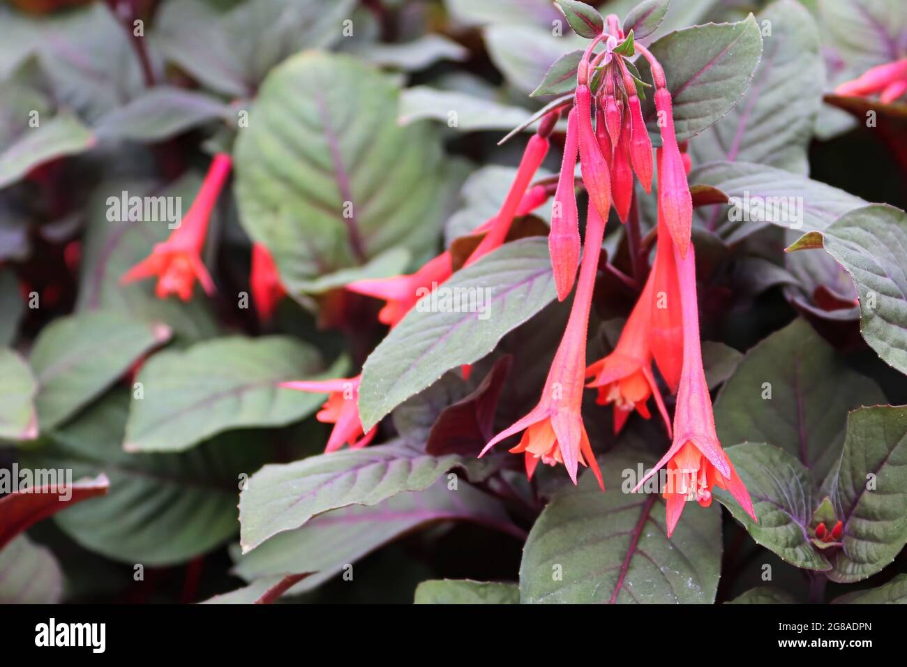 Primo piano di tromba rossa come fiori di fucsia Foto Stock