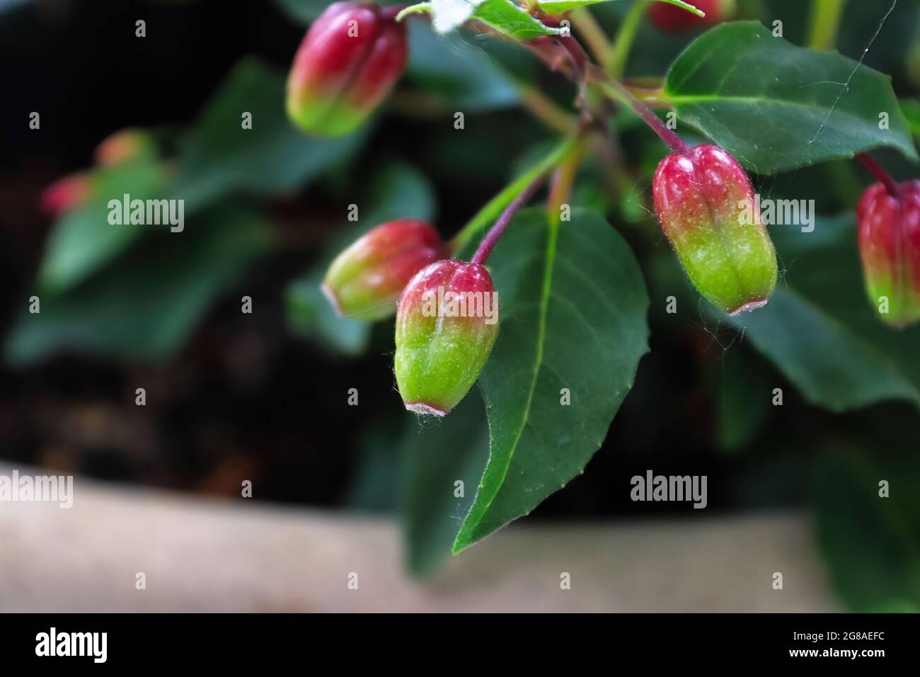 Semi baccelli che maturano su una pianta di fuchsia Foto Stock