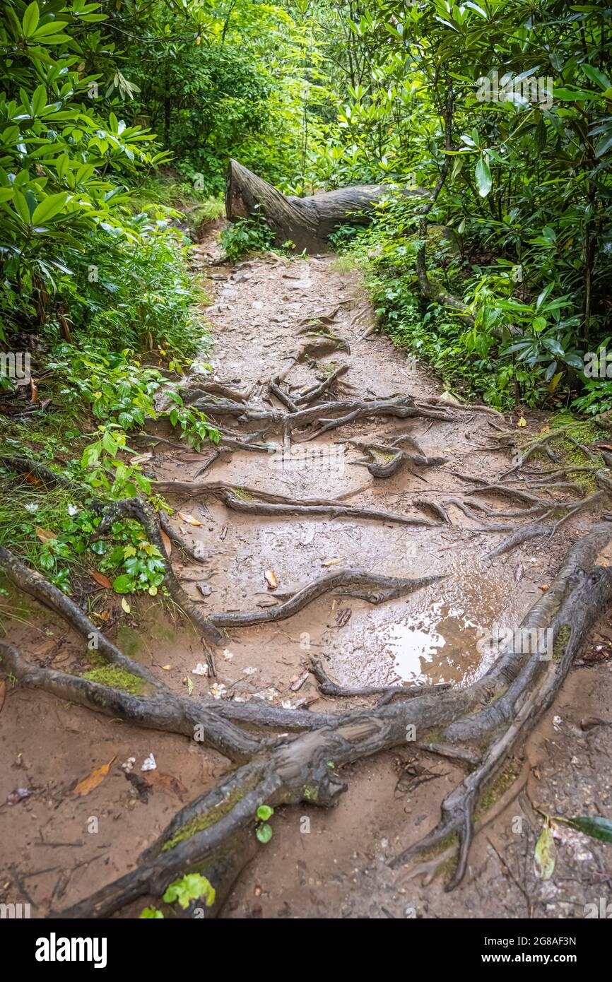 Lussureggiante fogliame lungo il sentiero di montagna per le cascate di Helton Creek dopo una pioggia estiva nella Chattahoochee National Forest vicino a Blairsville, Georgia. (STATI UNITI) Foto Stock