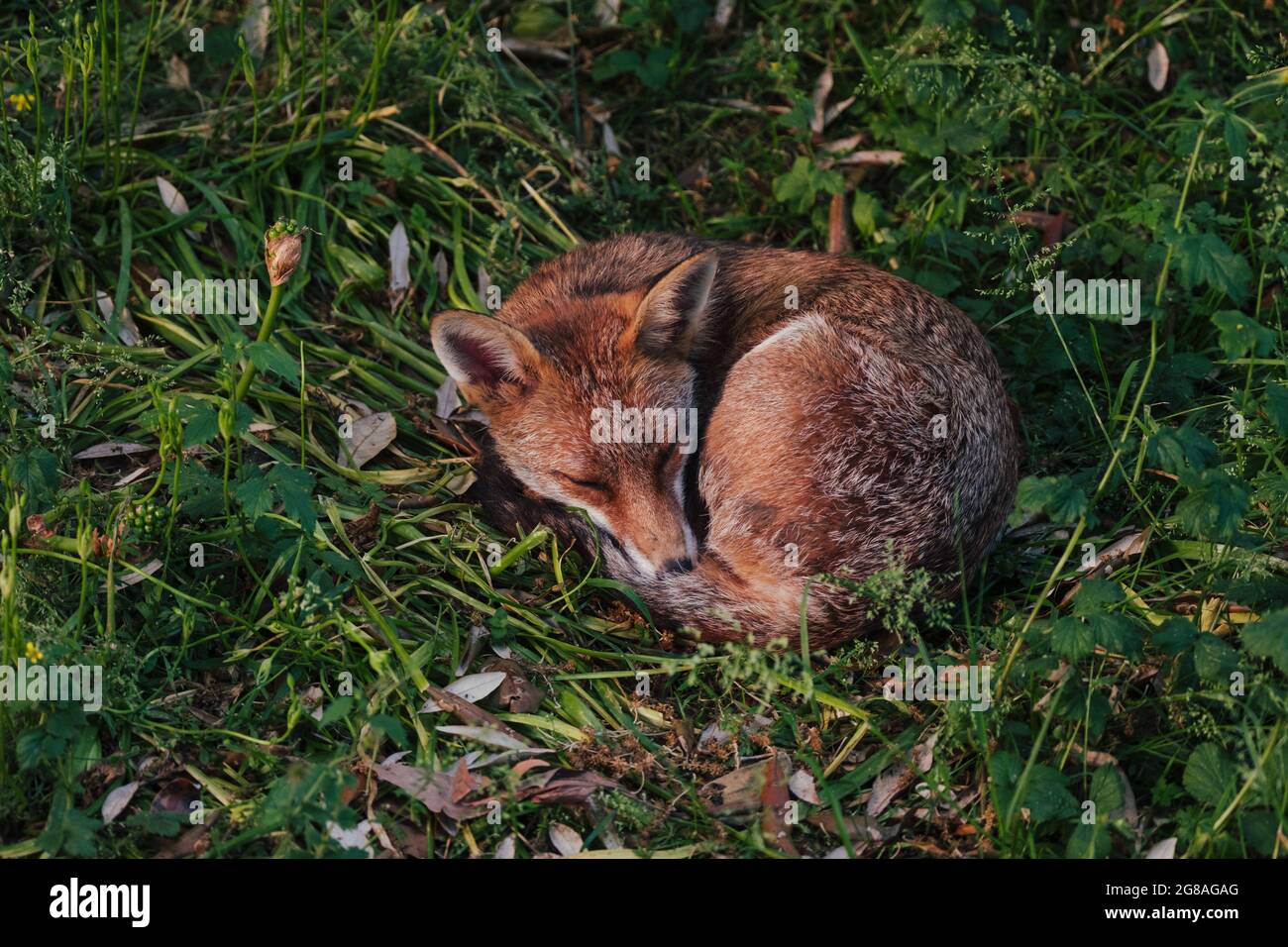 Sleeping fox cub Foto Stock