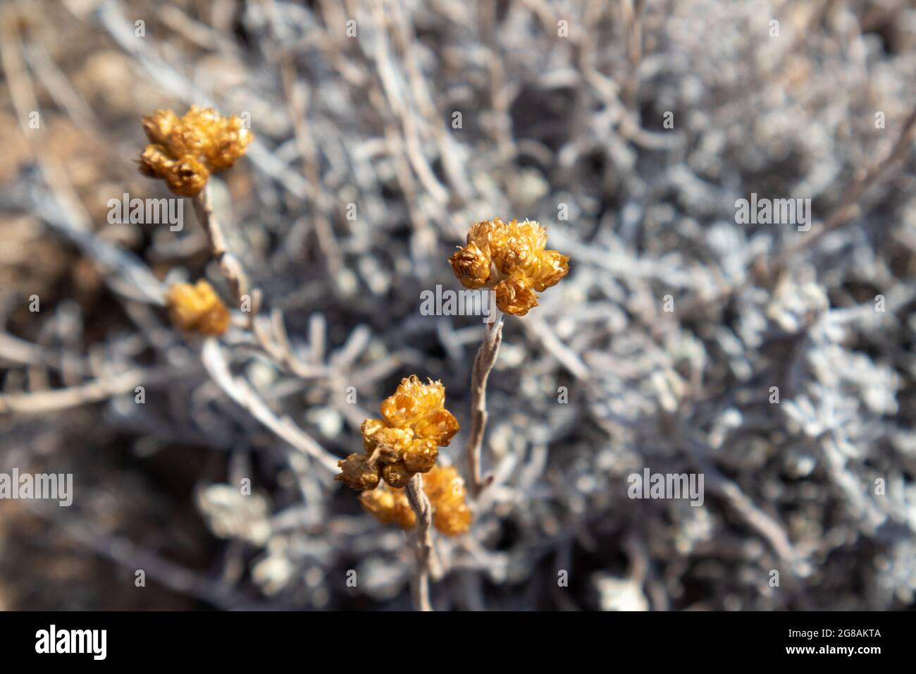 L'arenario di Helichrysum selvaggio si asciuga su primo piano di sole caldo in Grecia. Nana grigia asciutta everlast o immortelle, botanica naturale Foto Stock