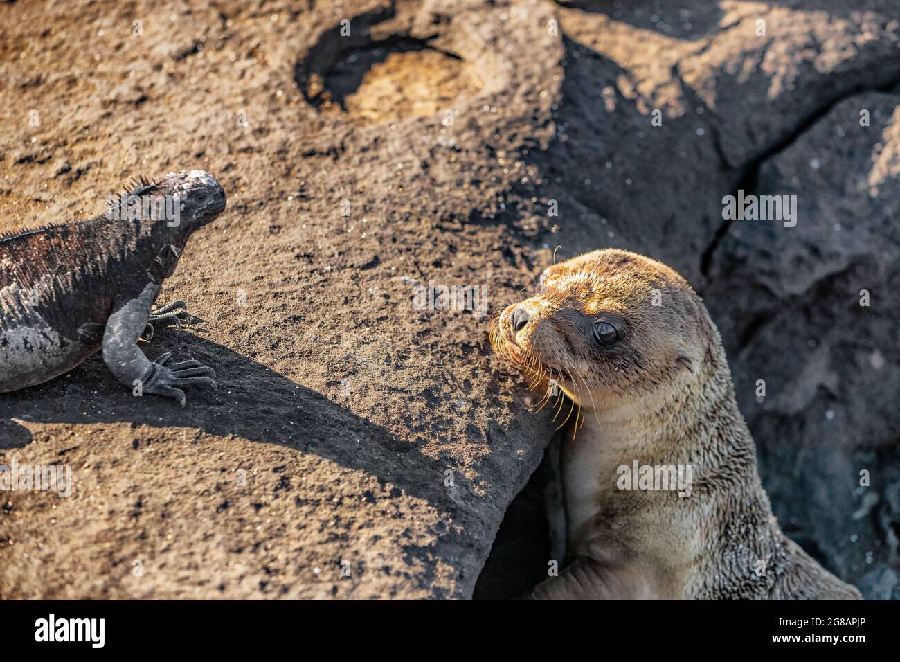 Galapagos animali. Galapagos Leone di mare guardando iguana marina Foto Stock