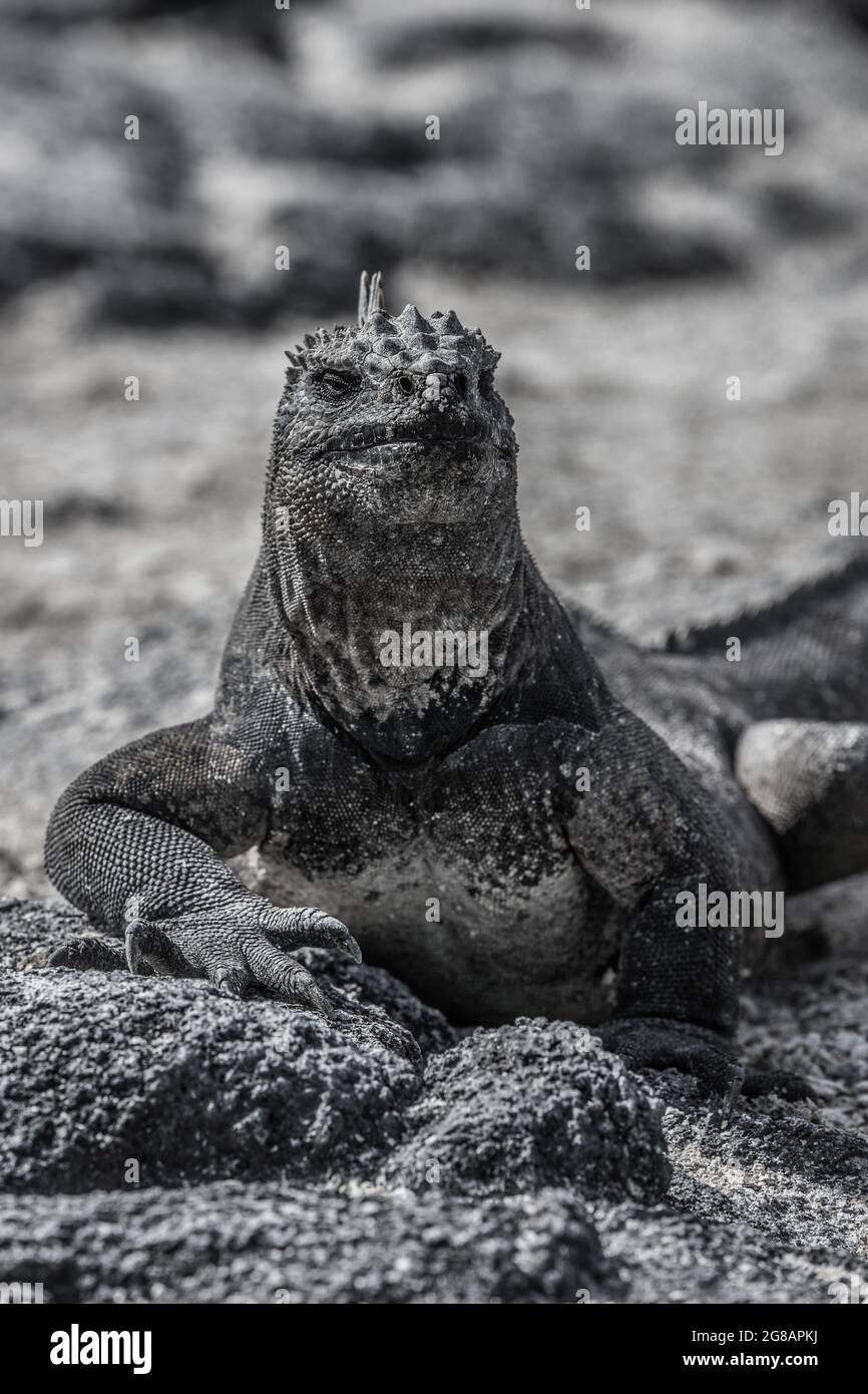 Galapagos Marine Iguana - Iguanas si riscalda al sole sull'isola di Fernadina Foto Stock