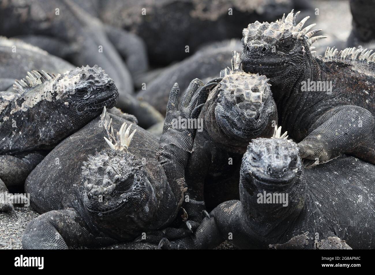 Galapagos Marine Iguana starnuti escrete il sale dal naso - animali divertenti. Primo piano di iguana marina sulle isole Galapagos, Ecuador Foto Stock