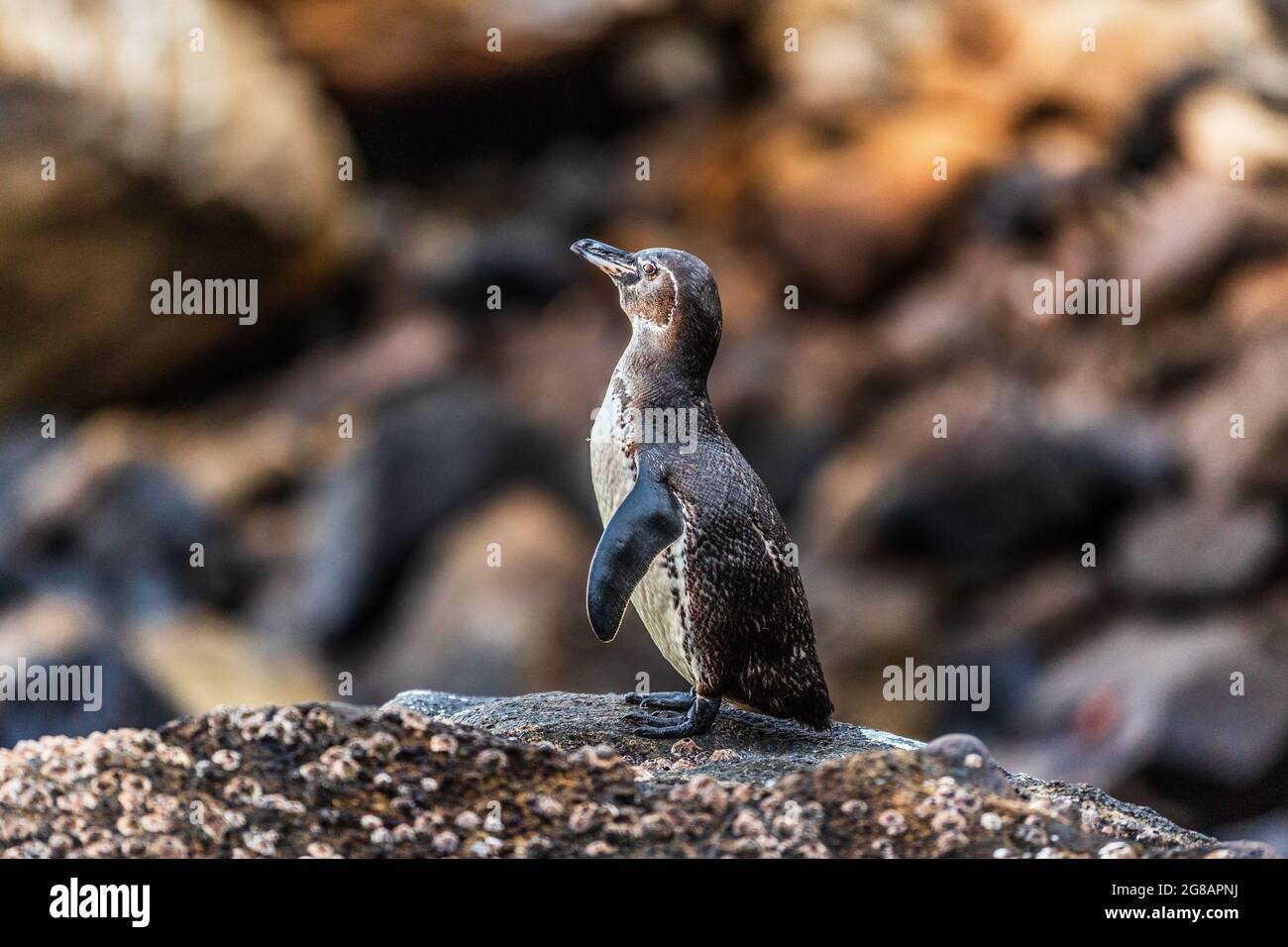 Il pinguino di Galapagos dell'isola di Isabela, isole Galapagos. Specie in pericolo su Galapagos. Animali e fauna selvatiche incredibili Foto Stock