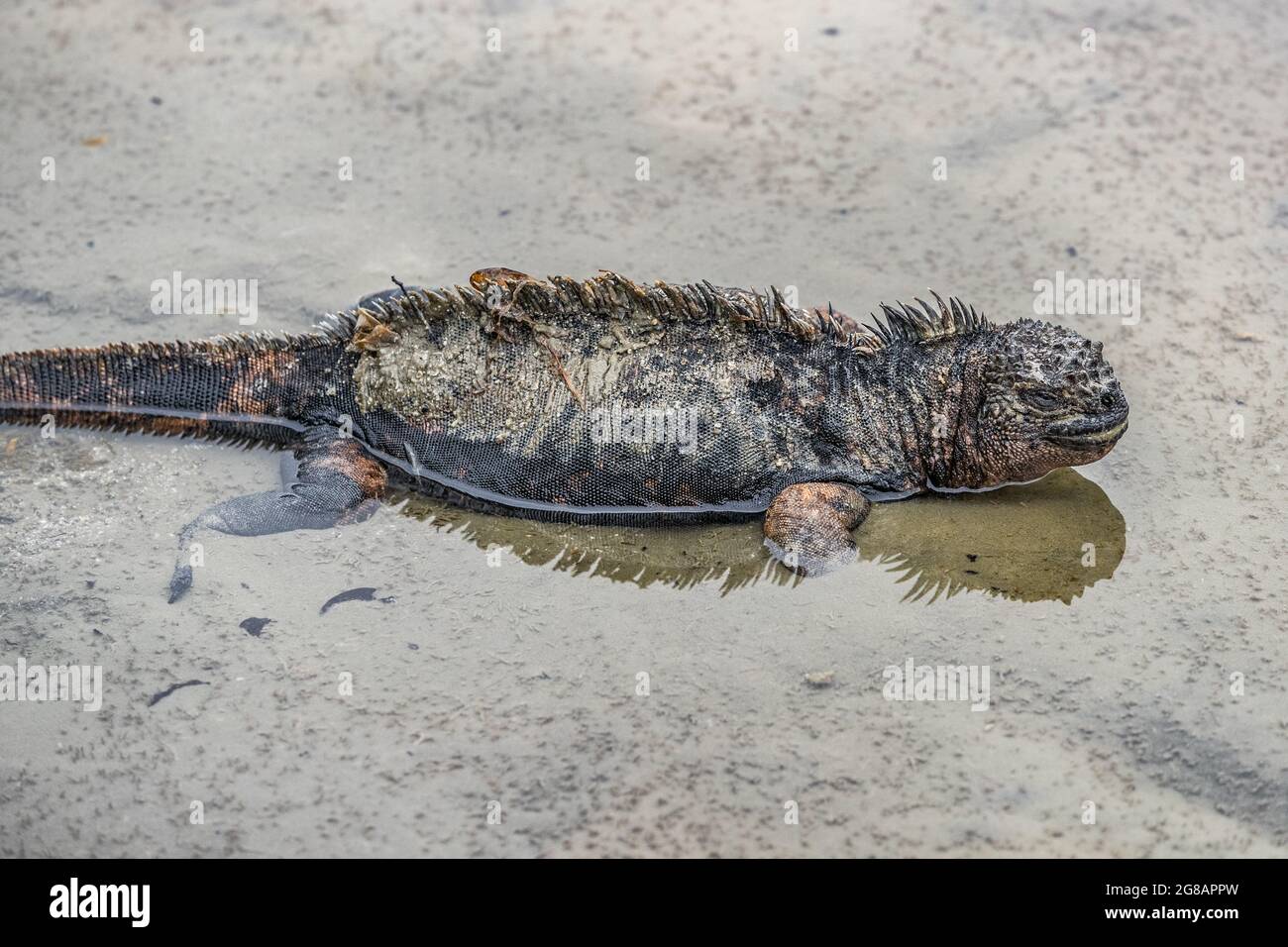 Galapagos Marine Iguana camminando sulla spiaggia della baia di Tortuga - Isola di Iguanas Santa Cruz Foto Stock