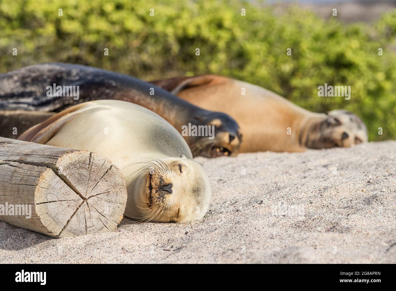 Galapagos Leoni marini che giacciono nella sabbia sulla spiaggia delle isole Galapagos riposano dormire - cute adorable Animals. Natura animale e faunistica su Galapagos Foto Stock