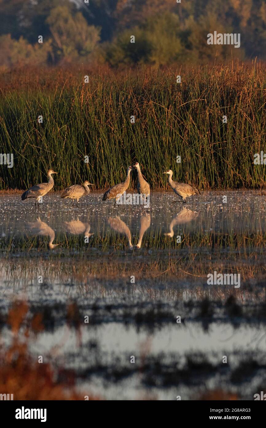 Un gregge di gru minori e adulte, Antigone canadensis, in posa in un'area di rosticatura del Merced National Wildlife Refuge della California. Foto Stock