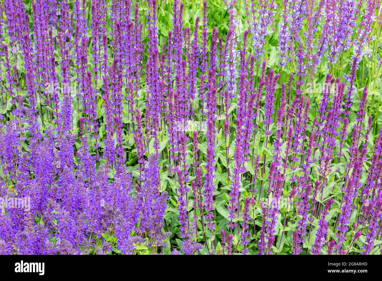 Toadflax viola, Linaria Purpurea, piante Foto Stock