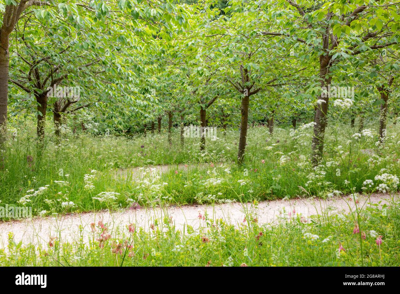 Taihaku Cherry Blossom Orchard, Alnwick Gardens, Northumberland, Regno Unito Foto Stock