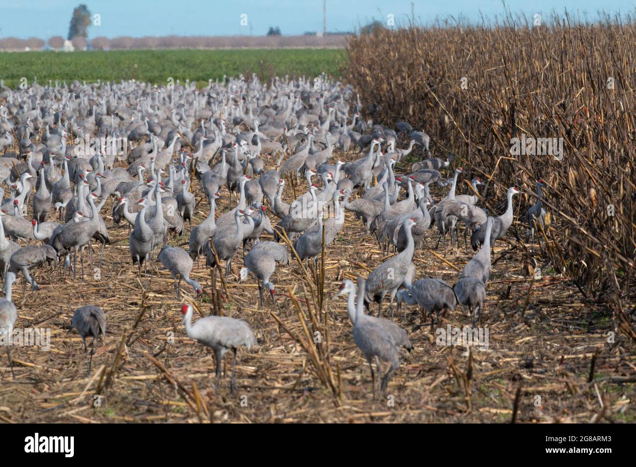 Lesser Sandhill Cranes, Antigone canadensis, utilizza un campo di mais nella loro zona di svernamento nel Merced National Wildlife Refuge della California. Foto Stock