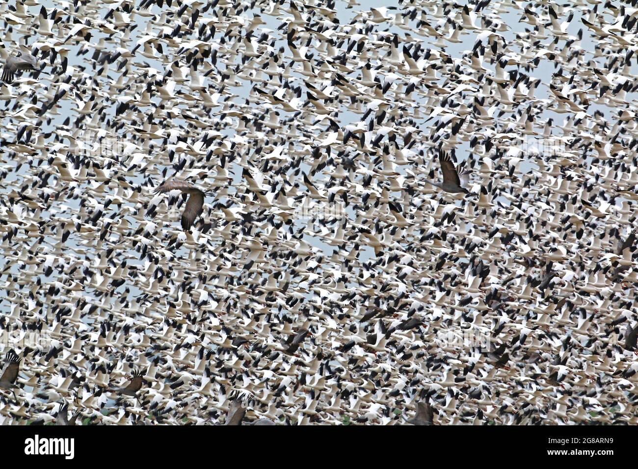 Un incredibile gregge di oche di Ross, Chen rossii e Lesser Sandhill Cranes sorvolano una grande area invernale nella San Joaquin Valley della California. Foto Stock