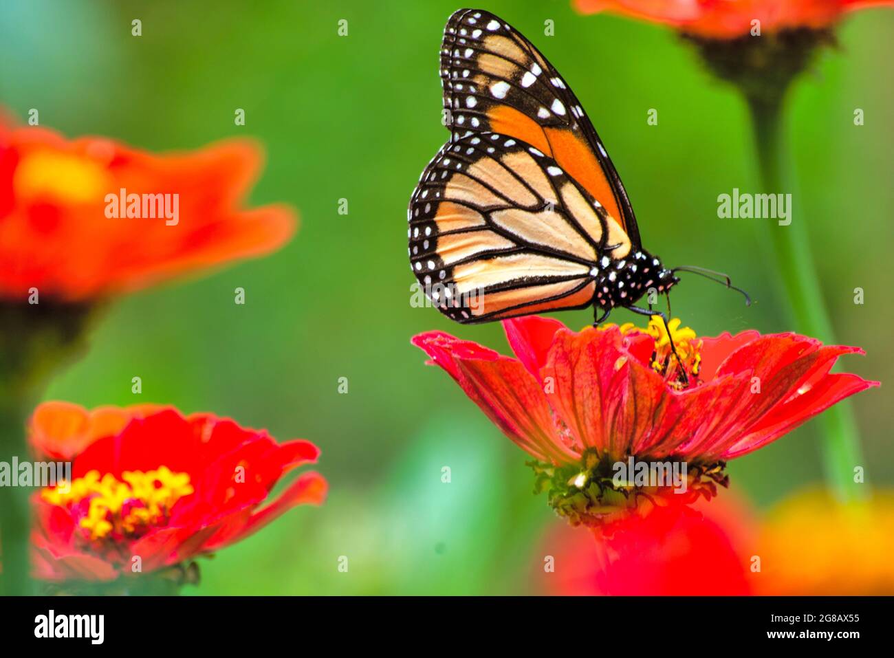 Bella farfalla su un fiore rosso in sfondo sfocato Foto Stock