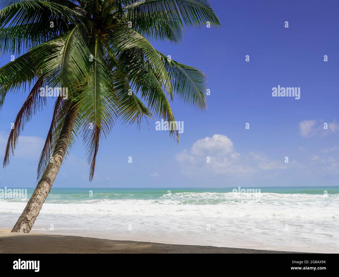 Palme da cocco e mare tropicale. Vacanza estiva e concetto di spiaggia tropicale. La palma di cocco cresce sulla spiaggia di sabbia bianca. Solo palme da cocco in fr Foto Stock