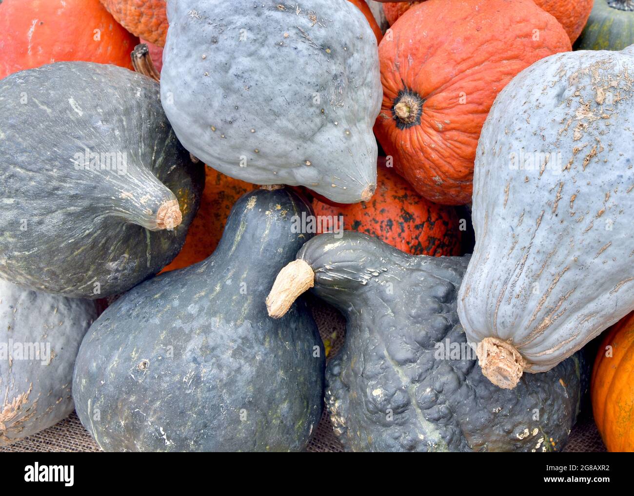 Zucche e zucche dure ornamentali e commestibili in vendita presso un giardino locale. Long Island, New York. Foto Stock