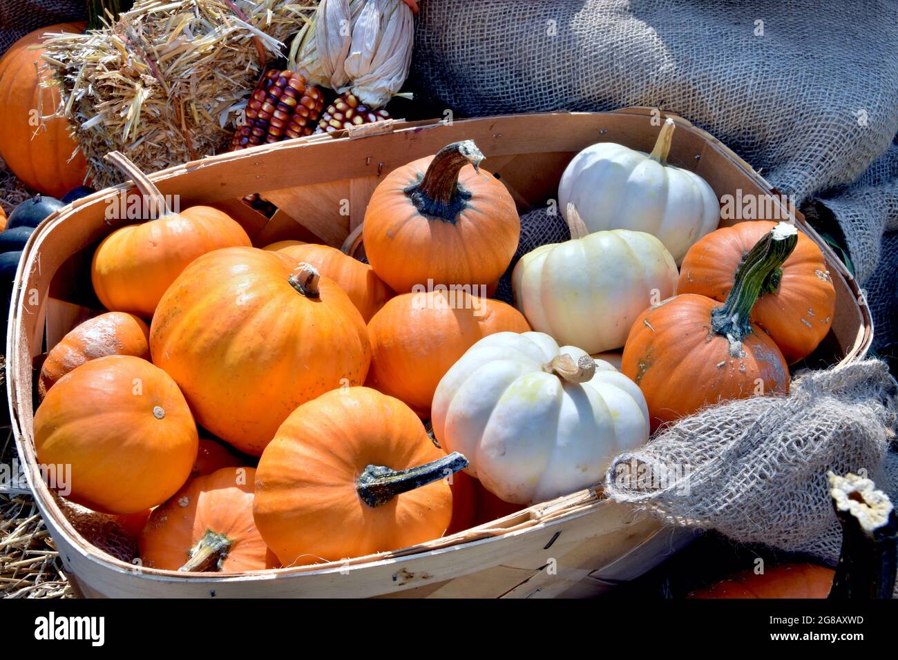 Cesto di zucche bianche e arancioni in vendita presso un banco di fattoria. Long Island, New York. Foto Stock
